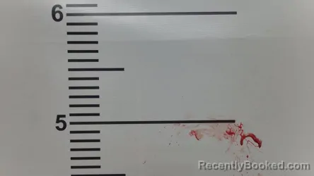 Mugshot of MORGAN D SHEA booked in Jefferson County, Kentucky on March 26, 2026