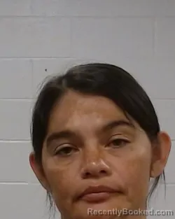 Mugshot of Eulalia Araceli Ornelas booked in Collin County, Texas on August 24, 2026