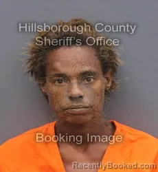 Mugshot of AMANDA ELAINE GUIDO booked in Hillsborough County, Florida on June 6, 2026